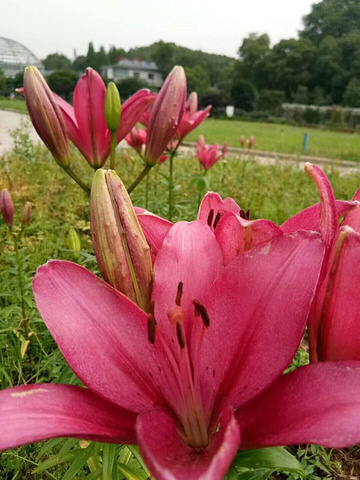 "...风光，各种花竟相开放，分外妖娆，不错的选择，不错的美景，趣味性强，值得推荐给大家，性价比超高的_湖南省植物园"的评论图片
