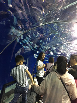 上海海洋水族馆旅游景点攻略图