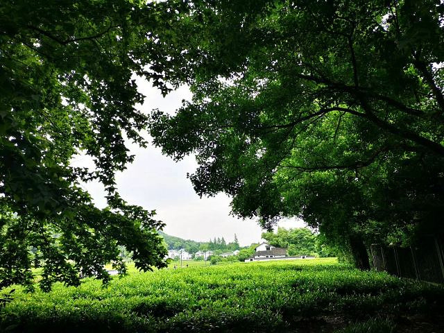 "西湖美景甲天下，去祖国江南旅游除了杭州，灵隐寺也是必去的景点之一_飞来峰"的评论图片