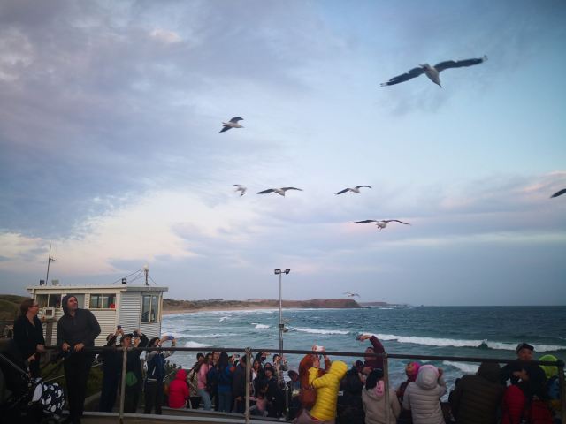 菲利普岛自然公园