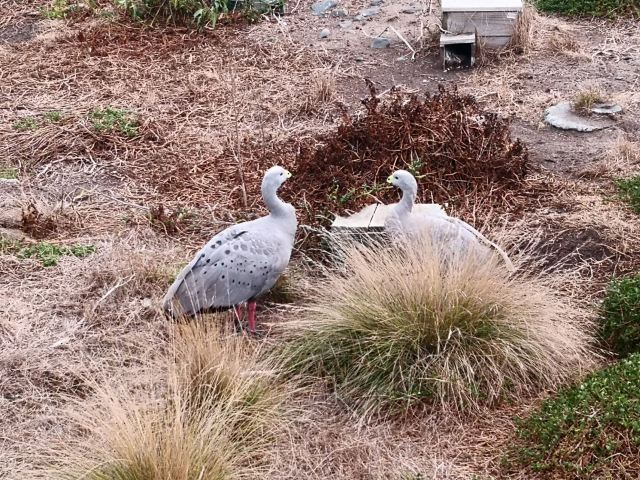 菲利普岛自然公园