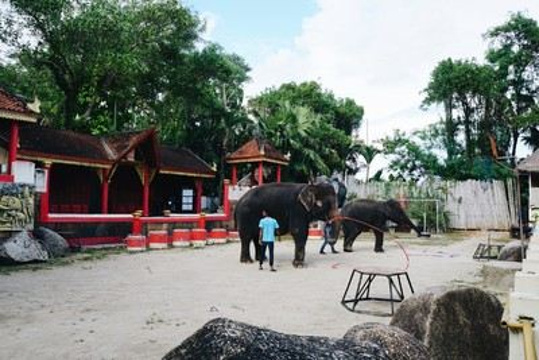普吉岛动物园旅游景点图片