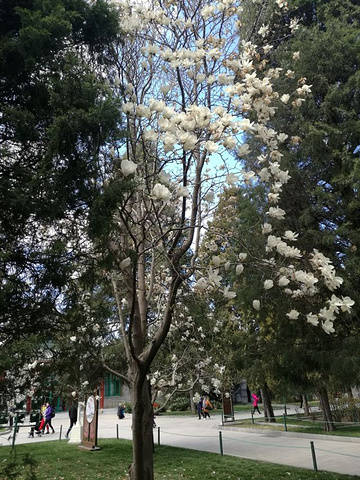 "中山公园栽种了很多玉兰树，每年春天这里的迎春花迎风绽放，引起大量的摄影爱好者，洁白无暇的玉兰花..._中山公园"的评论图片