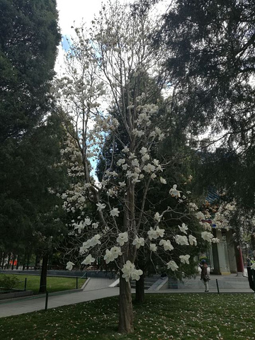 "中山公园栽种了很多玉兰树，每年春天这里的迎春花迎风绽放，引起大量的摄影爱好者，洁白无暇的玉兰花..._中山公园"的评论图片