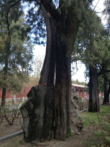 "中山公园有许多古树，有距今一千多年的辽代侧柏，也有距今七百多年元朝时栽种的古树_中山公园"的评论图片