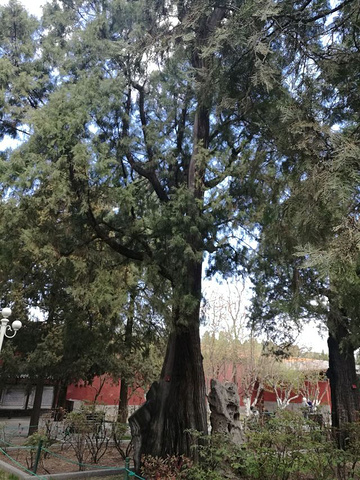 "中山公园有许多古树，有距今一千多年的辽代侧柏，也有距今七百多年元朝时栽种的古树_中山公园"的评论图片