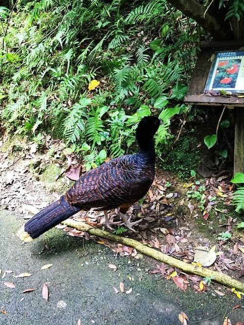 名护自然动植物园