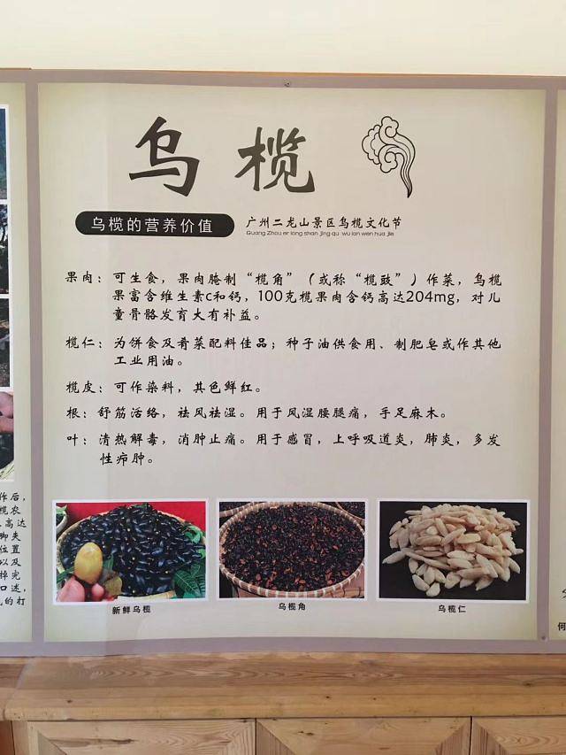 星罗纪大森林景区(广州二龙山花园)