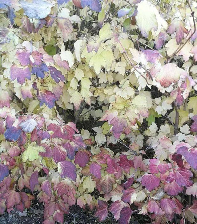 奥林匹克水上公园