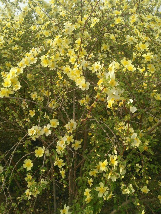 北京国际雕塑公园