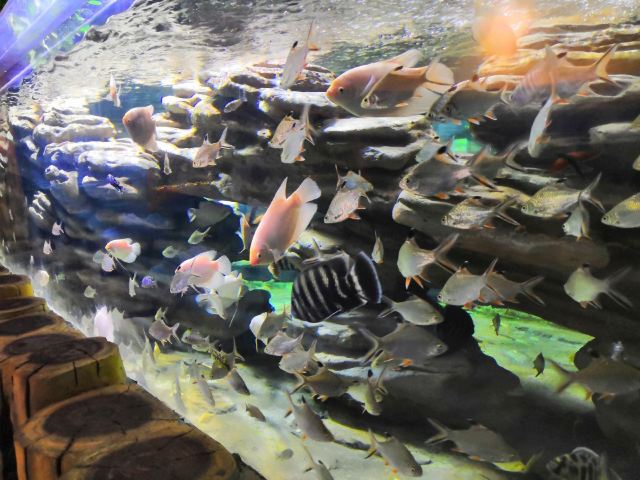 镜湖湿地海洋世界