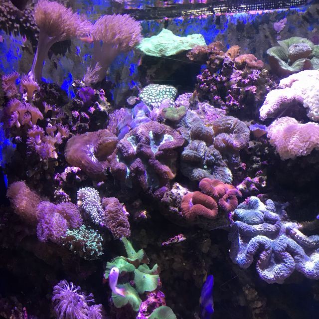 墨尔本水族馆