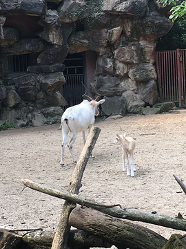 杭州动物园旅游景点攻略图