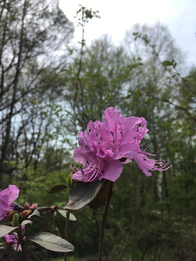 金龙山国家森林公园