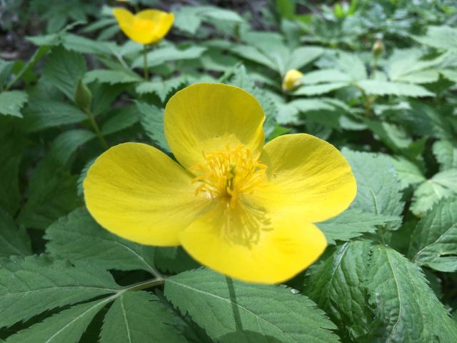 金龙山国家森林公园