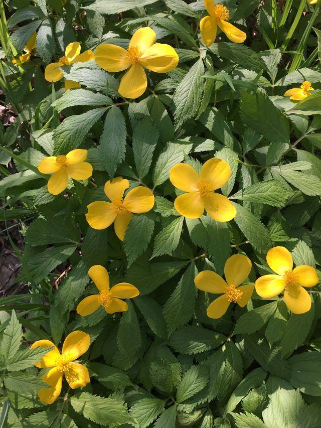 金龙山国家森林公园