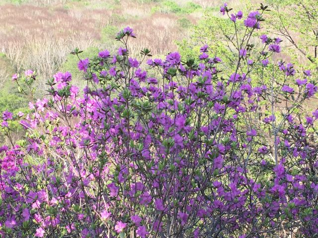 金龙山国家森林公园