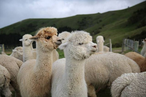莎玛拉羊驼牧场旅游景点攻略图