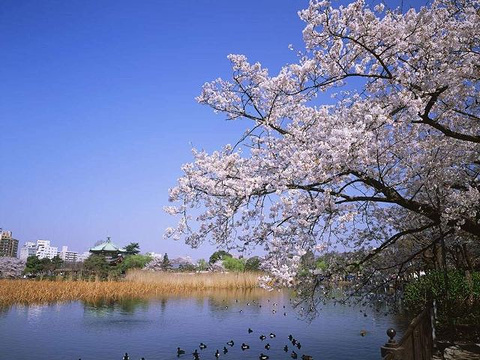 上野公园旅游景点图片