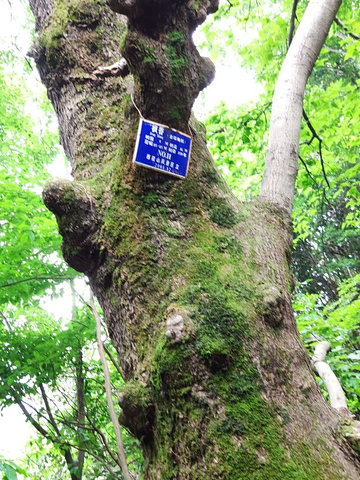 "——游古西径山&#x0A;适合小众游客，探究原始森林山路_西径山"的评论图片