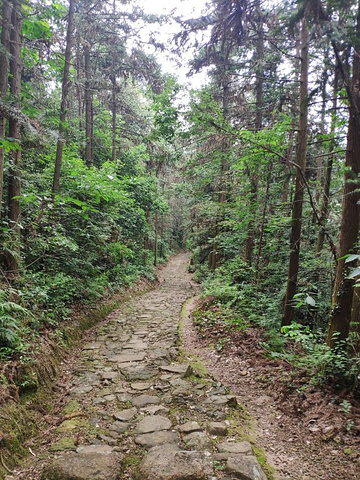 "——游古西径山&#x0A;适合小众游客，探究原始森林山路_西径山"的评论图片