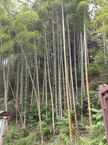 "——游古西径山&#x0A;适合小众游客，探究原始森林山路_西径山"的评论图片