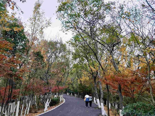 "是南京一个赏枫的最佳处，每到秋季漫山遍野的红叶给人的视觉有种震撼感_栖霞山"的评论图片