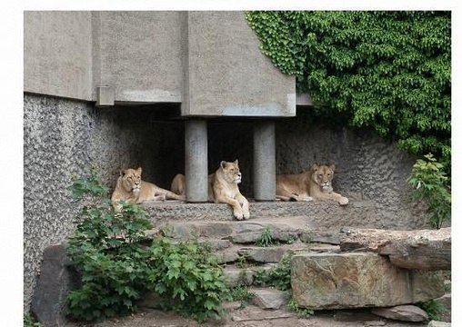 阿提斯皇家动物园旅游景点图片