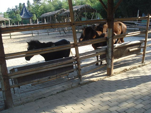 景点内有很多个元素,比如说里面有一个小型动物园,可以看到马,羊驼,狼