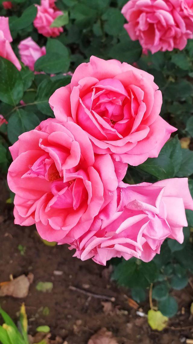 明城墙遗址公园