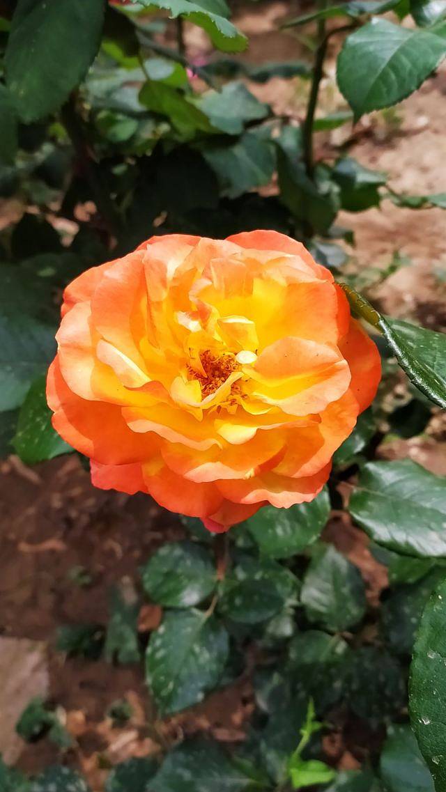 明城墙遗址公园