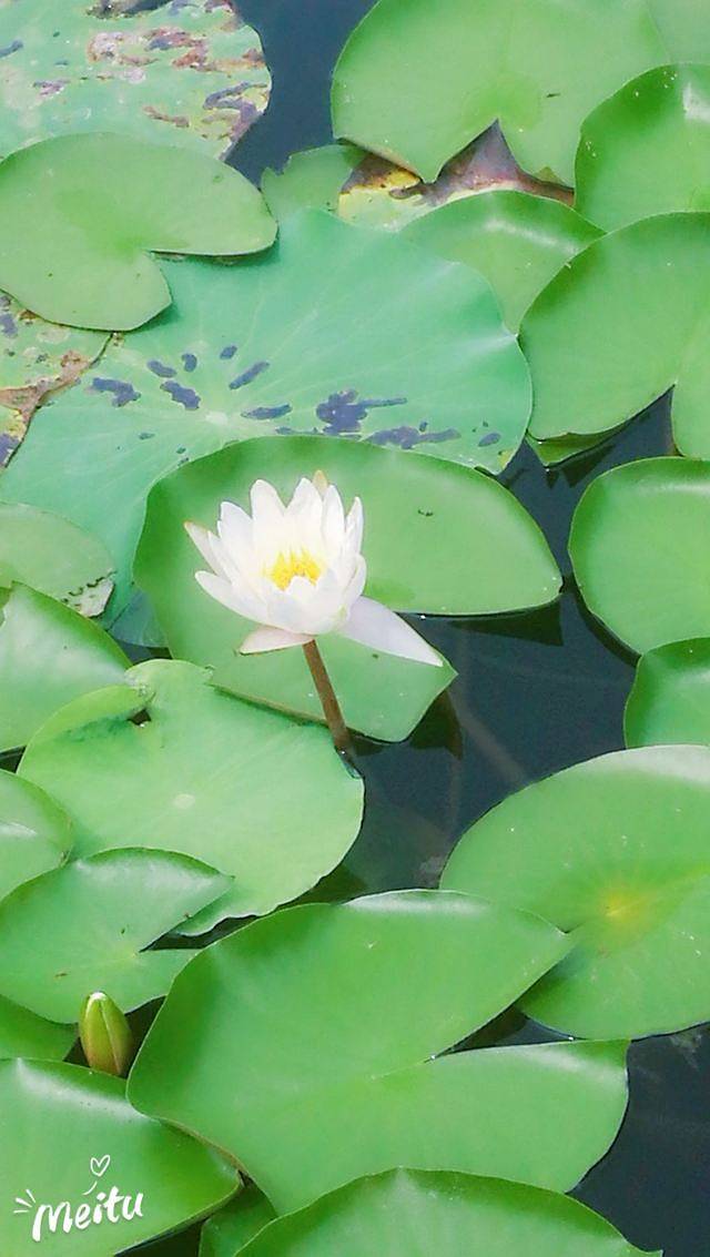 焦岗湖国家湿地公园