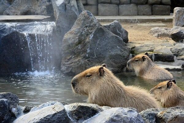 伊豆古兰帕鲁公园