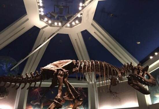 迪士尼动物王国