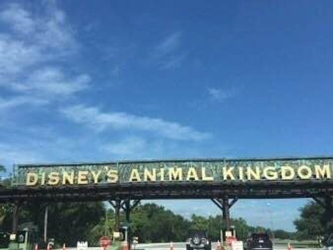 迪士尼动物王国旅游景点图片