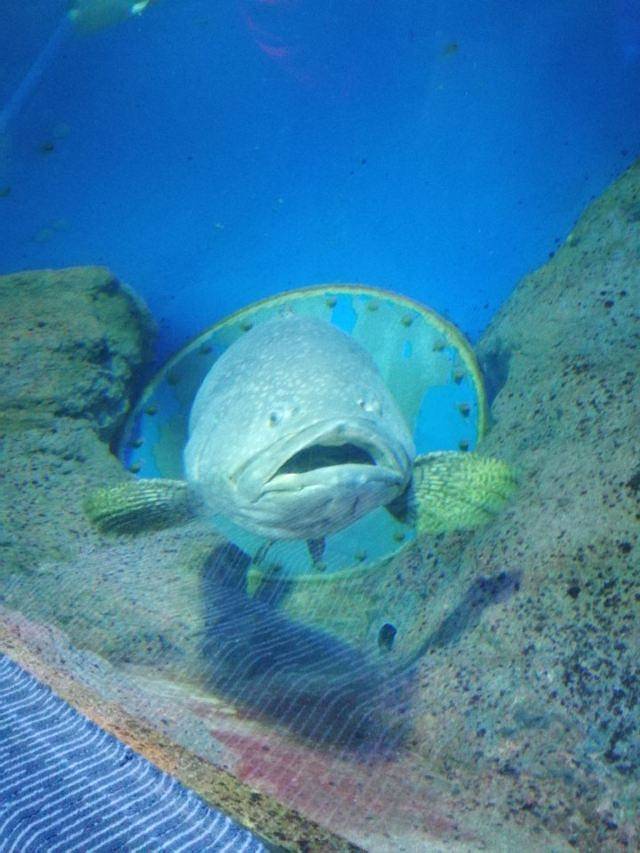 芭堤雅海底世界