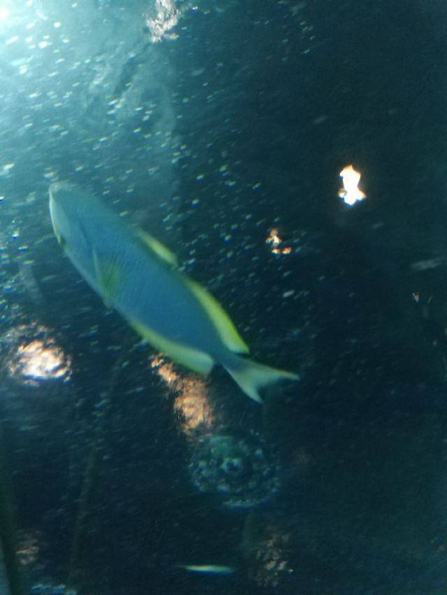 芭堤雅海底世界