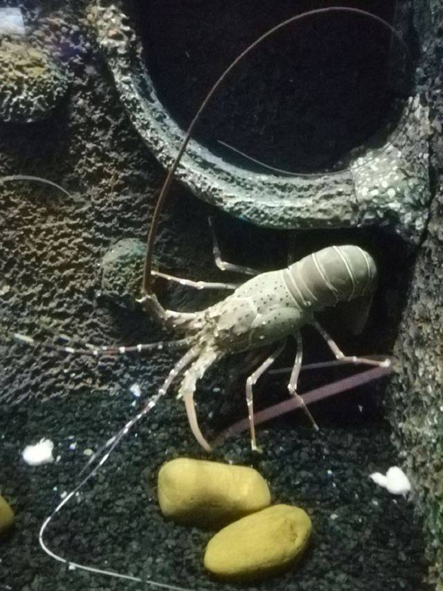 芭堤雅海底世界