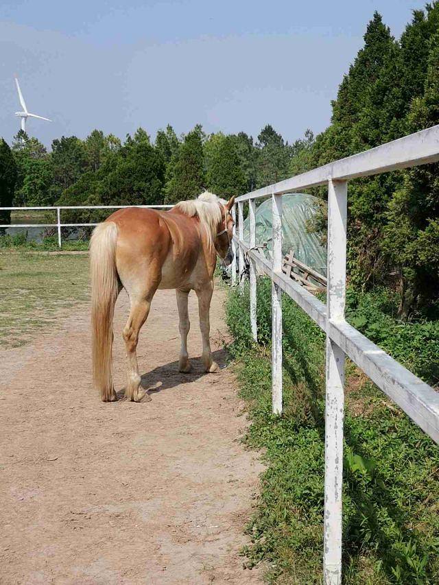 上海滨海森林公园