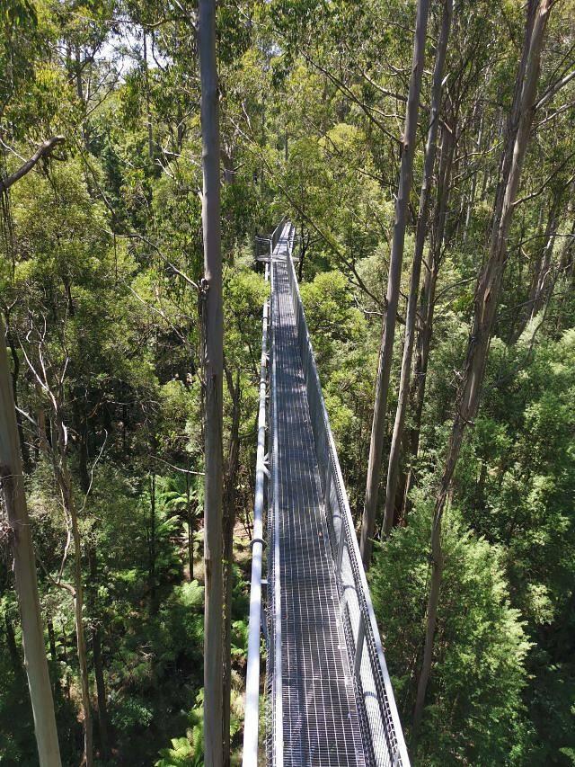 奥特韦树顶漫步