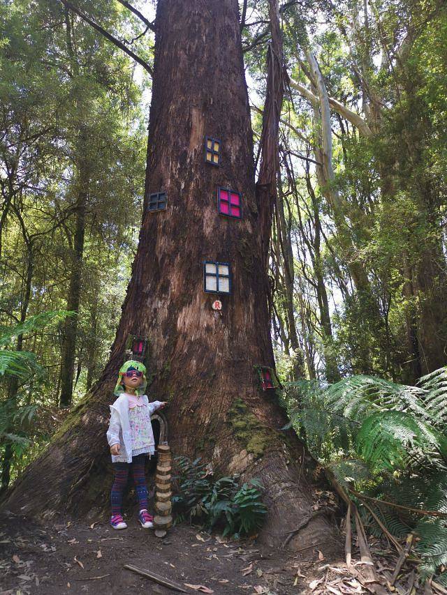 奥特韦树顶漫步