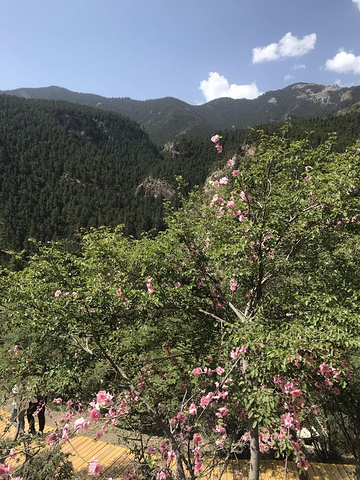 "...，感觉没有什么树，到了森林公园里面好像换了一个天地，植物茂盛，看到许多森林，风景秀丽，值得游览_宁夏贺兰山国家森林公园"的评论图片