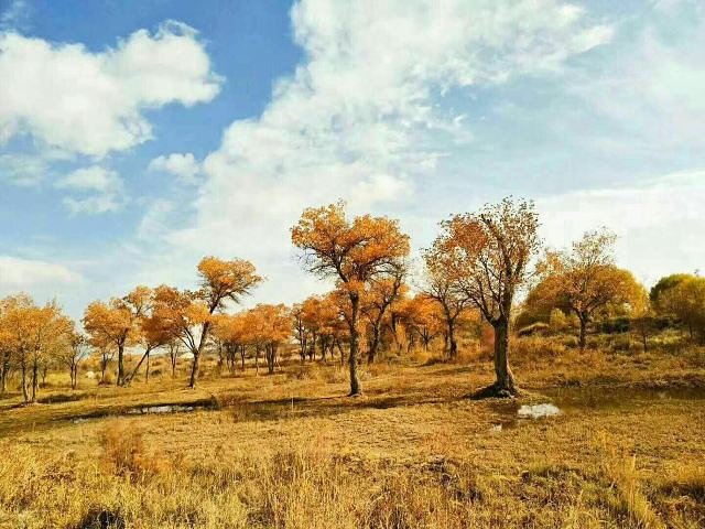 "金湖杨国家森林公园在喀什地区泽普县，这里可以远眺昆仑山，叶尔羌河也从这里流淌而过，这里最大的特..._金湖杨国家森林公园"的评论图片