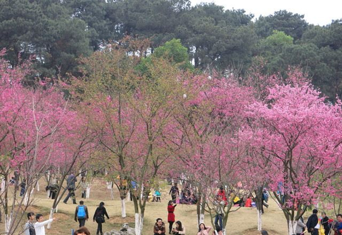 "石门森林公园2-3月樱花盛开的季节人满为患，大家都成群结队前往赏花拍照_石门国家森林公园"的评论图片