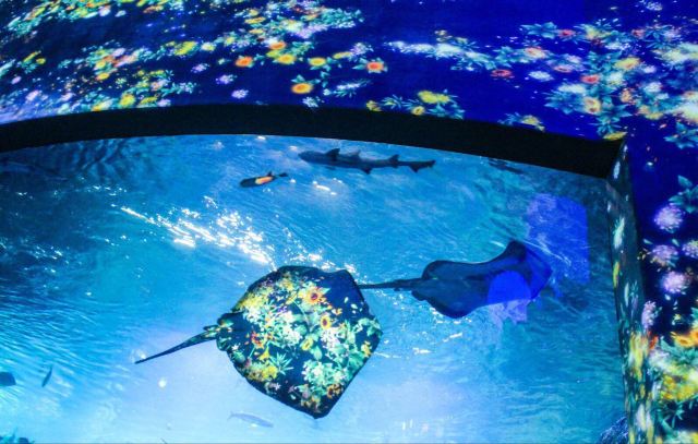 新江之岛水族馆