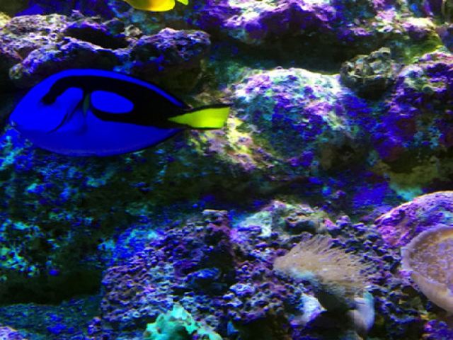 新江之岛水族馆