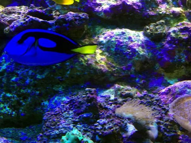 新江之岛水族馆