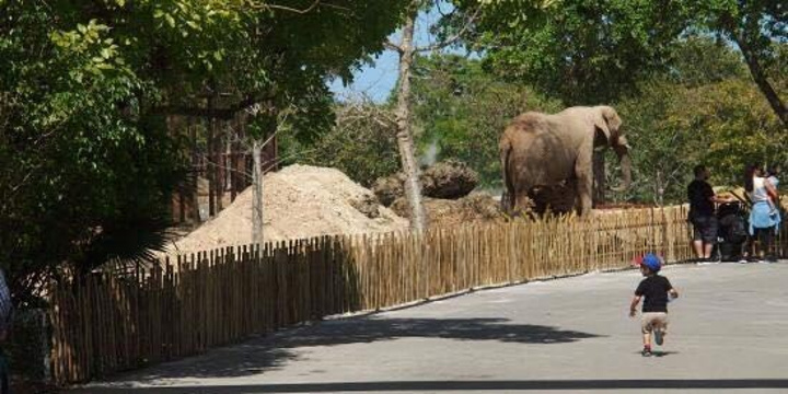 迈阿密动物园旅游景点图片