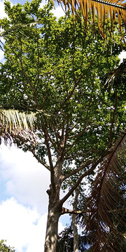 椰子大观园旅游景点攻略图