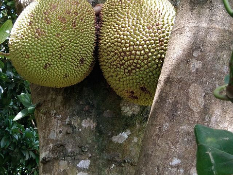 椰子大观园旅游景点图片